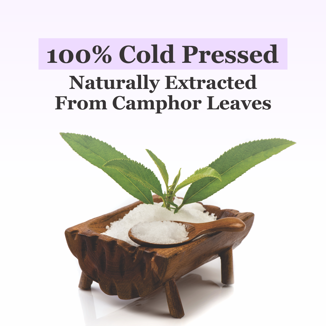 Naturally Extracted from Camphor Leaves